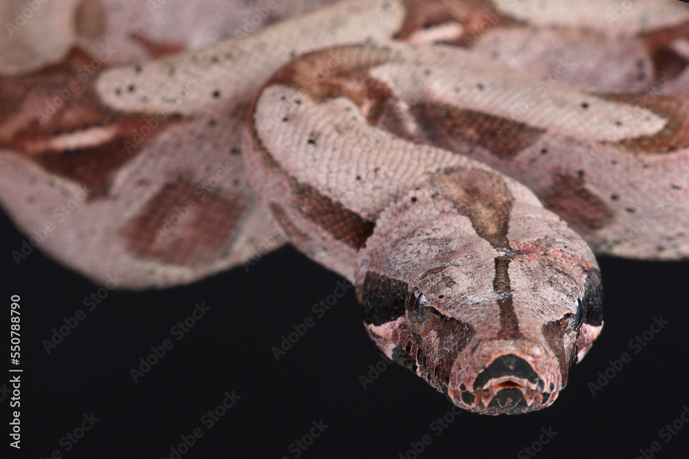 Obraz premium A portrait of a Boa Constrictor against a black background 