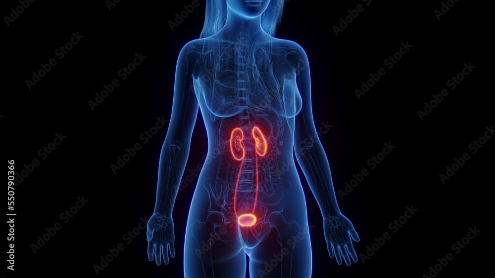 3d rendered medical animation of a woman's renal system 3d rendered medical animation of a woman's renal system