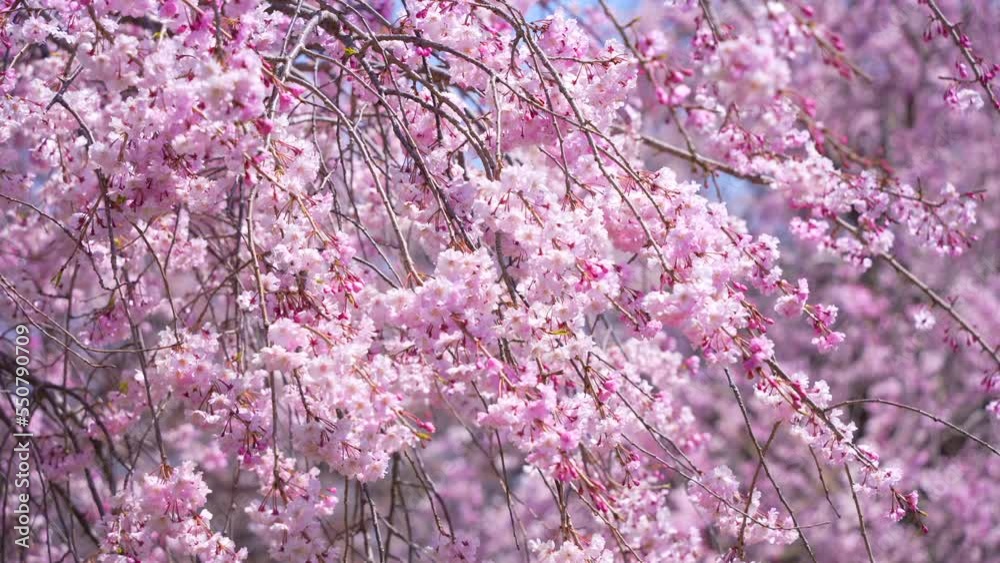 桜 さくら サクラ Sakura 桜 さくら サクラ Sakura