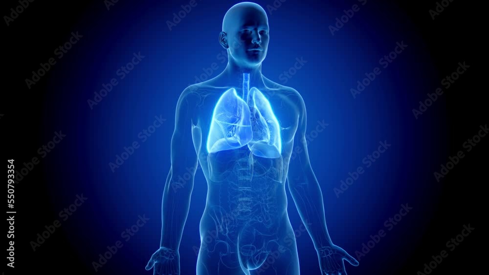 3d rendered medical animation of a healthy man's lungs during respiration 3d rendered medical animation of a healthy man's lungs during respiration