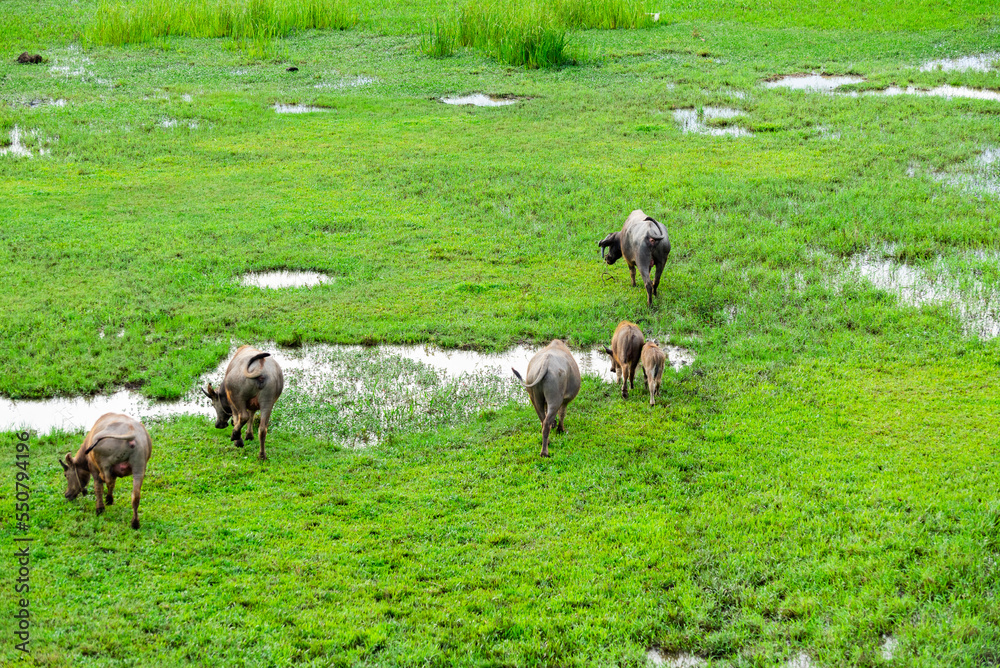 herd of buffalo grazing in the field herd of buffalo grazing in the field