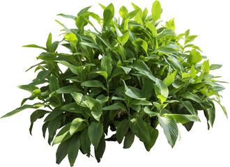 Isolated PNG cutout of a plant on a transparent background
