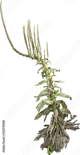 Isolated PNG cutout of a plant on a transparent background 