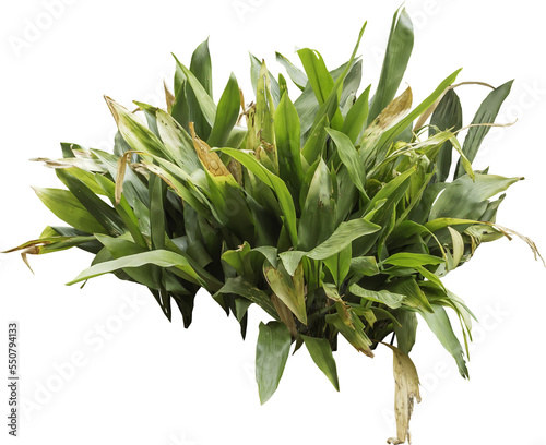 Isolated PNG cutout of a plant on a transparent background
