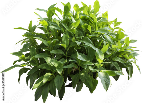 Isolated PNG cutout of a plant on a transparent background
