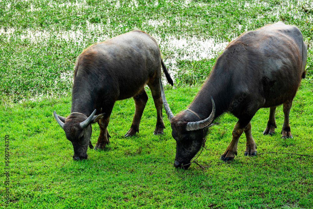 herd of buffalo grazing in the field herd of buffalo grazing in the field