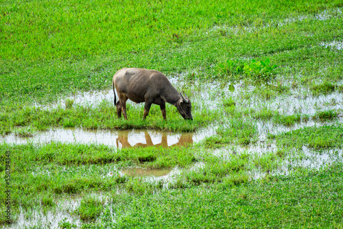 herd of buffalo grazing in the field