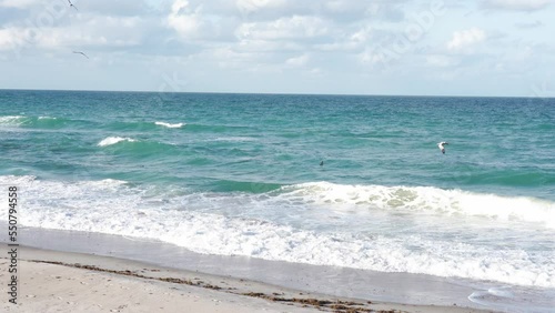 Atlantic Ocean beach in Florida. Pelicans hunting for fish in the surf