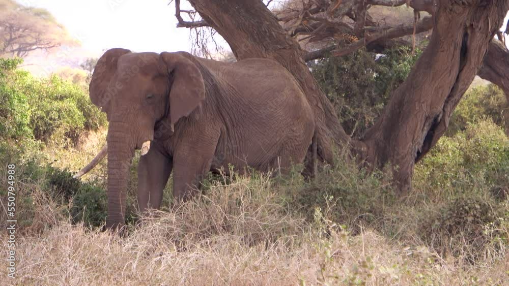 An elephant under a tree in the Amboseli National Park, Kenya An elephant under a tree in the Amboseli National Park, Kenya