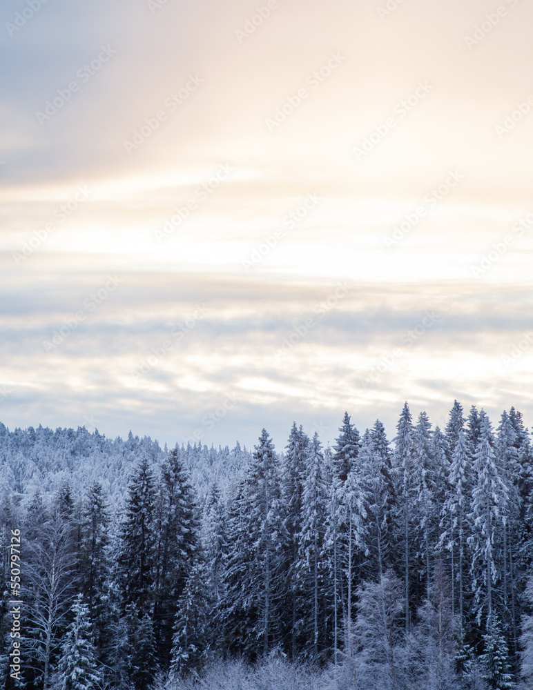 Beautiful sunrise over snow covered fir trees