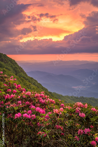 The Great Craggy Mountains along the Blue Ridge Parkway in North Carolina  USA with Catawba Rhododendron