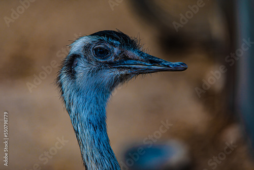 Canvastavla close up of a ostrich