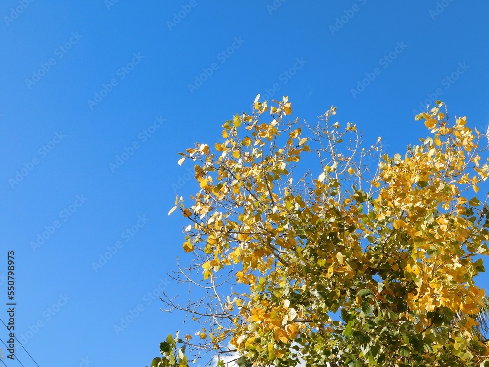 Yellow autumn tree leaves against a blue sky Yellow autumn tree leaves against a blue sky