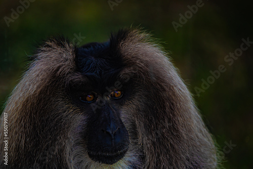 close up of a monkey