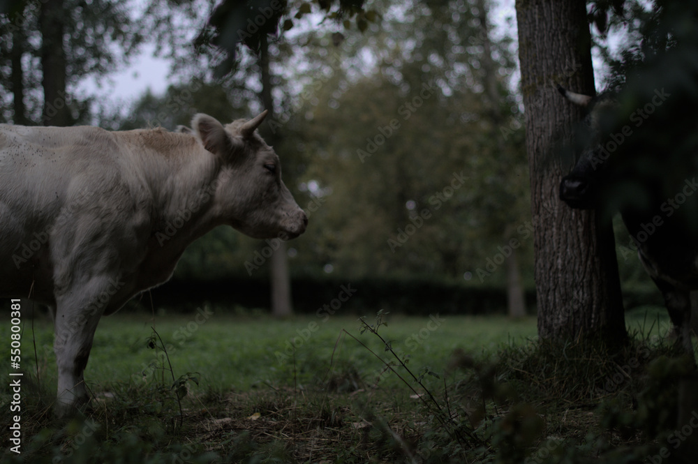 cow in the field cow in the field