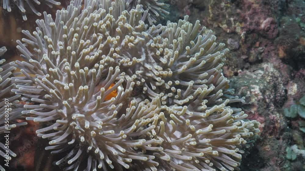 Clownfish playfully hide in a sea Anemone from a scuba divers underwater camera and lights Clownfish playfully hide in a sea Anemone from a scuba divers underwater camera and lights