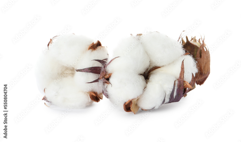 Beautiful fluffy cotton flowers on white background Beautiful fluffy cotton flowers on white background