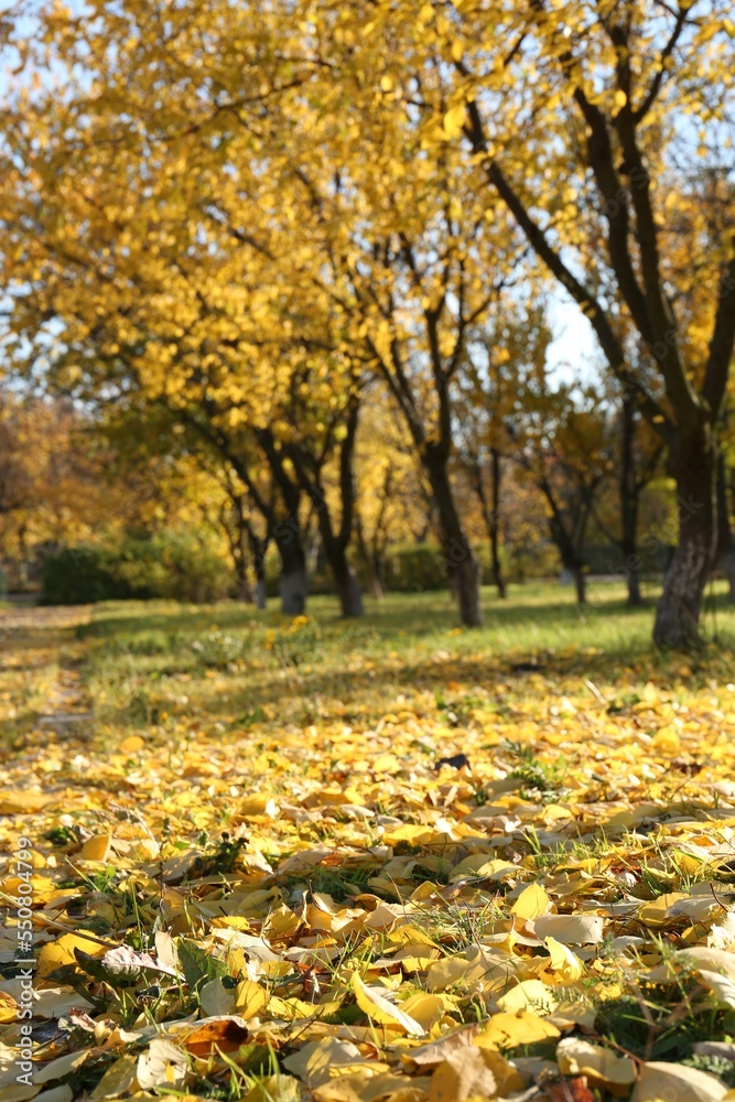 Beautiful view of autumn park with dry leaves on grass