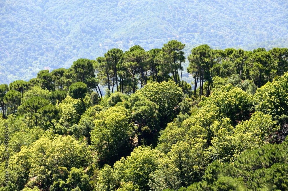 Árbol verde cerca de Benalauría, Valle del Genal, Málaga, Andalucía, España