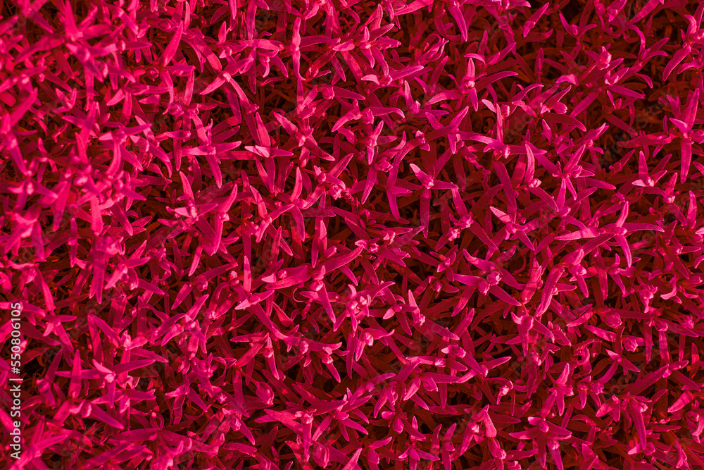 Naklejka premium Very small multi-leafed red Viva Magenta new Color 2023 year flowers plants close-up. Monochrome background. Top view