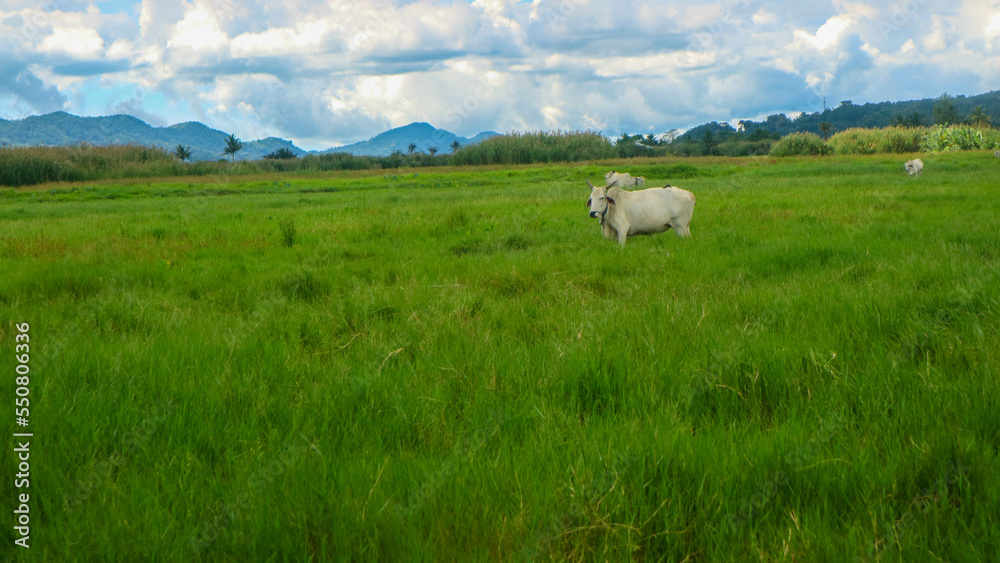 cows eating in the middle of green grass cows eating in the middle of green grass