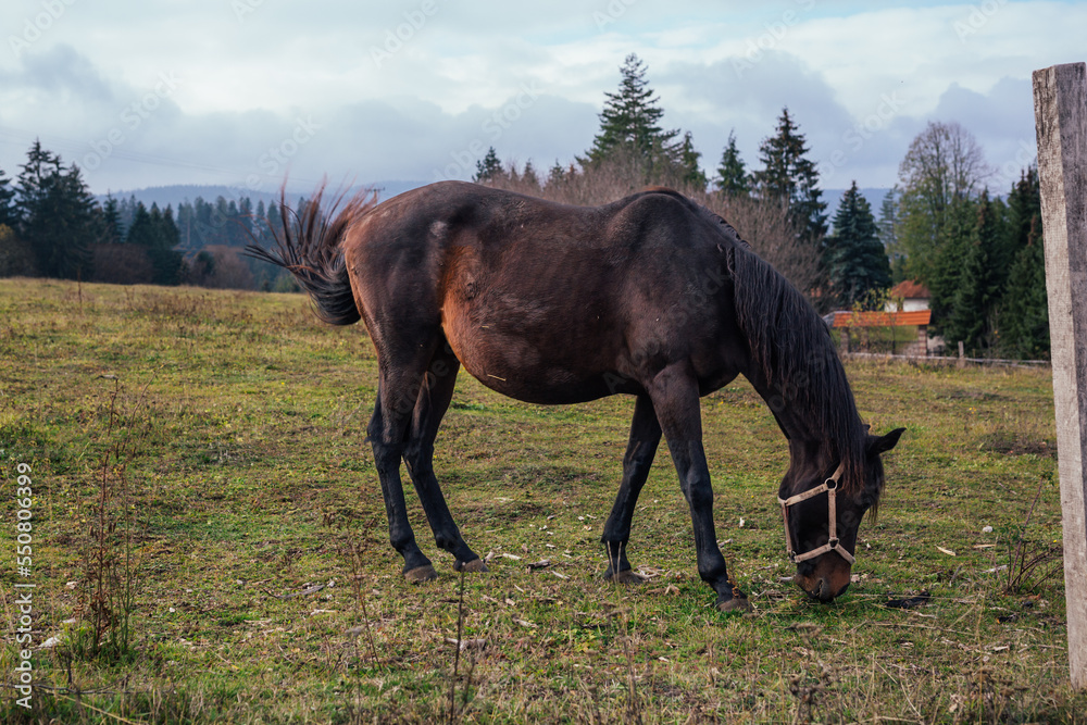 Obraz premium Side view of a brown horse eating grass