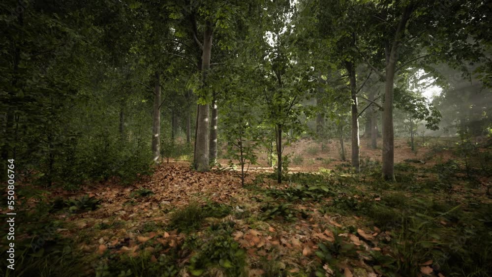 Mystical wood in the foggy morning Mystical wood in the foggy morning