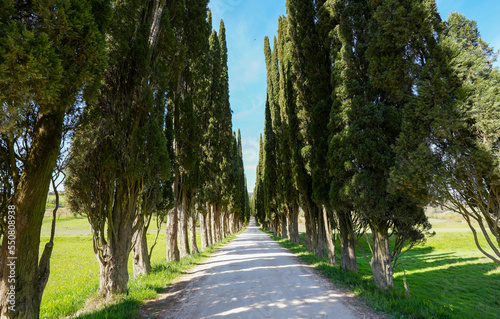 Landscape travel image of a typical Tuscany road with pine tress