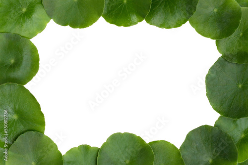 Fresh green centella asiatica. Frame of leaves