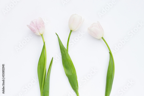 White pink tulips on white background.