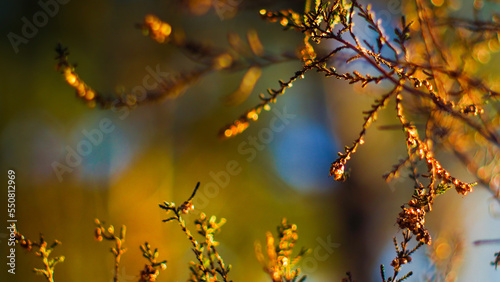 Bruyères et fougères entre des rangées de pins, dans la forêt des Landes de Gascogne, mises en valeur par le crépuscule