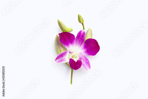 Beautiful purple orchid flowers isolated on white background