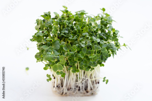Kale sprouts on white background.