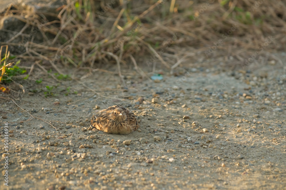 A lark bathing in the sand in a rural village at dusk.