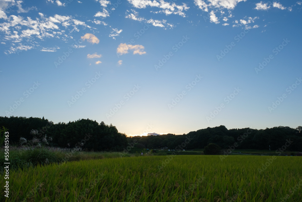 Obraz premium Autumn in a farming village, with lots of rice in harvest season, reminding us of nature's bounty.