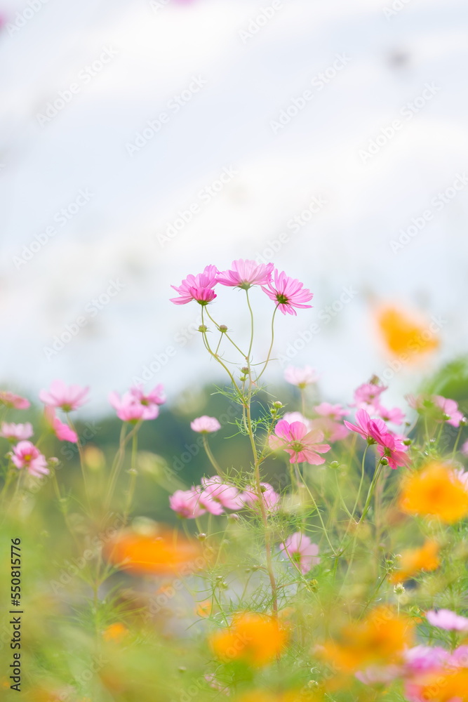Obraz premium Cosmos with brightly colored flowers in an autumn farming village
