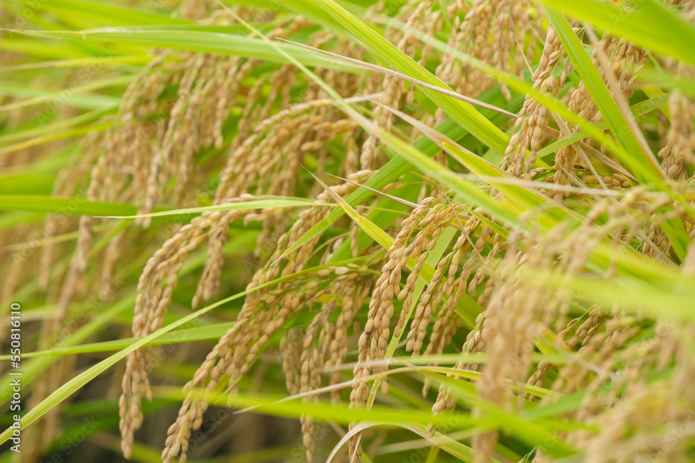 Autumn farming village, golden rice at harvest time Autumn farming village, golden rice at harvest time