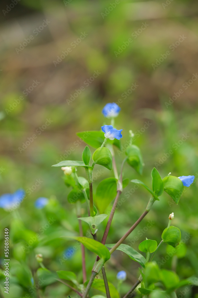 Beautiful little blue-colored nemophila flowers. Beautiful little blue-colored nemophila flowers.