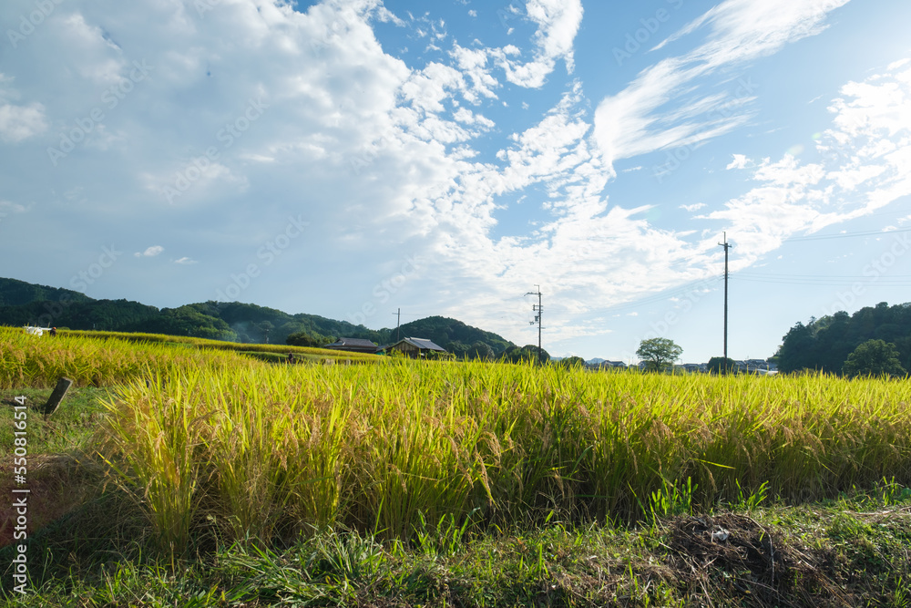 Autumn in a farming village, with lots of rice in harvest season