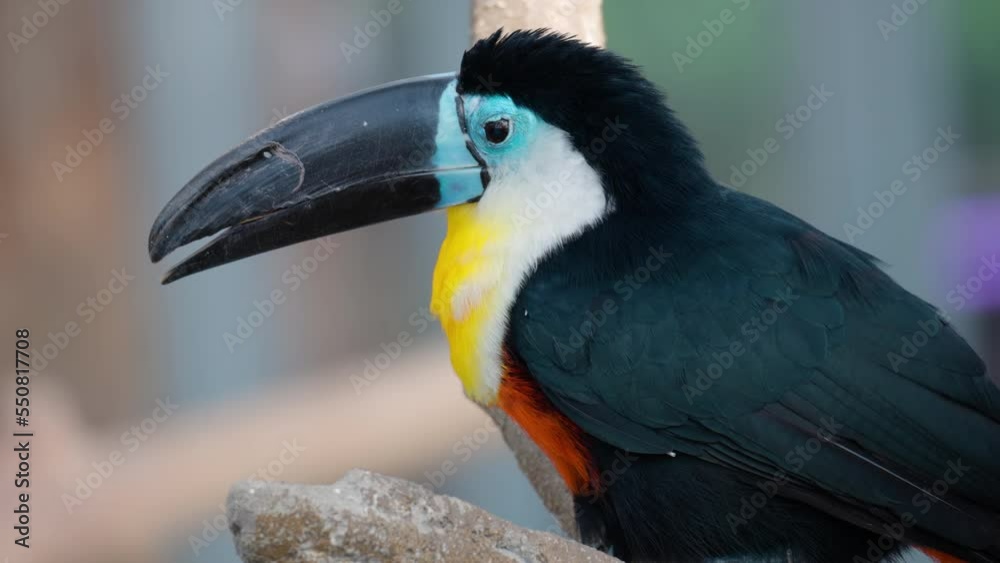Head Close-up of Channel-billed Toucan, Ramphastos vitellinus, trying to Bite Large Stone - Bird Behavior Head Close-up of Channel-billed Toucan, Ramphastos vitellinus, trying to Bite Large Stone - Bird Behavior