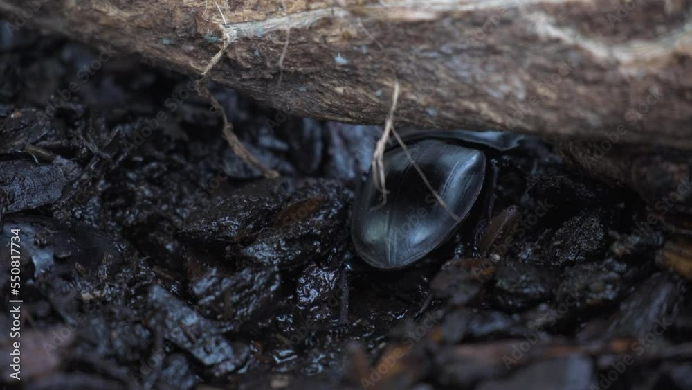 Dorcus hopei insect crawling under Log in dirt ground