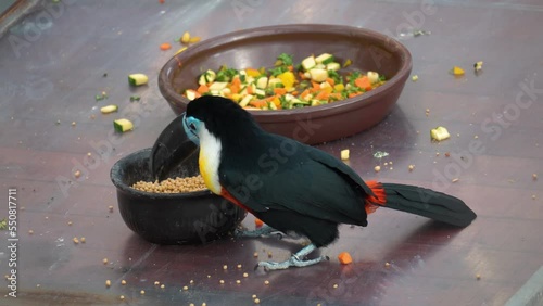 Channel-billed Toucan, Ramphastos vitellinus, Eating Fruits and Grain in Osan Birds Park, South Korea photo