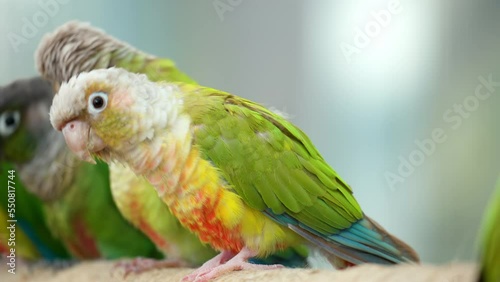 Cinnamon Green-cheeked Conures or Parakeet (Pyrrhura molinae) Birds Sitting Together in a Raw photo