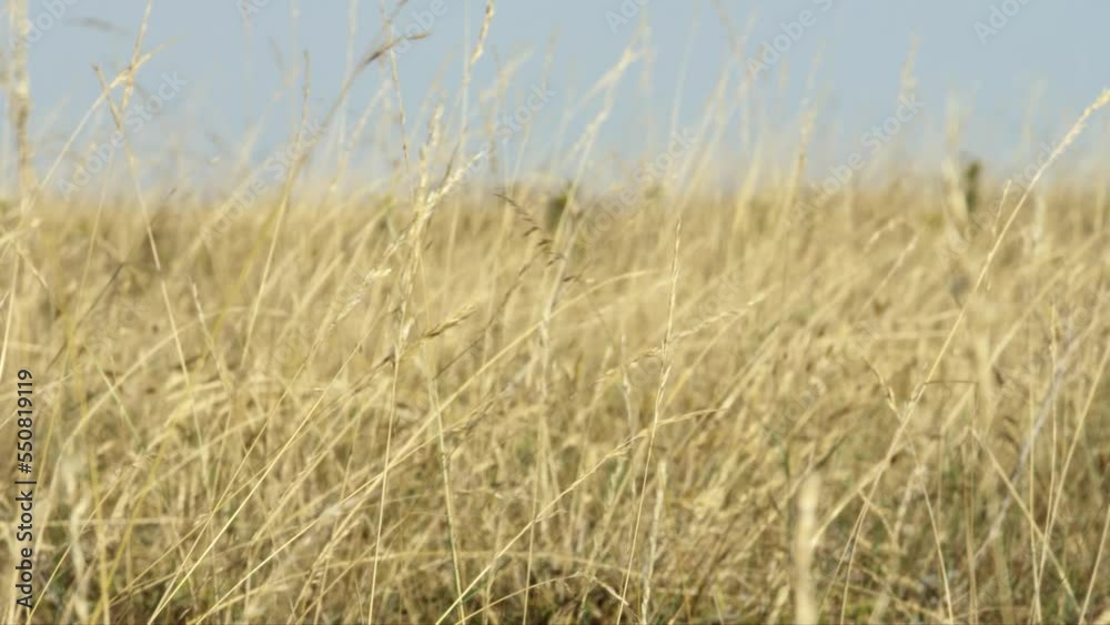 Tall grass burned in the sun. Tall grass burned in the sun.