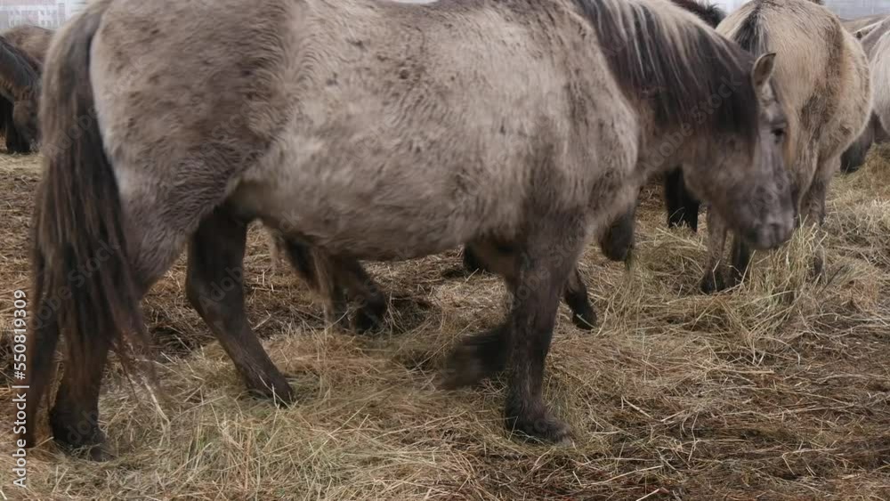 Wild horses feeding, eating grass. Wild horses feeding, eating grass.