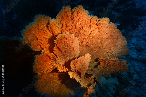 Gorgonia on a reef near Daedalus reef in the Red Sea. Large red gorgonians found on reefs. Gorgonias found on coral reefs. Red Sea, Egypt photo