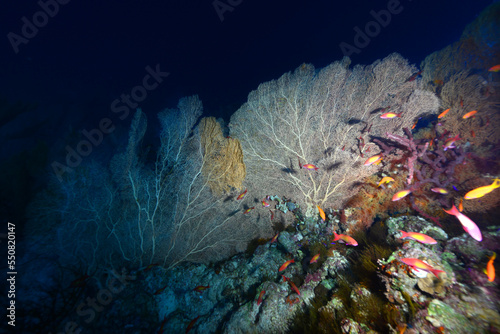 Gorgonia on a reef near Daedalus reef in the Red Sea. Large red gorgonians found on reefs. Gorgonias found on coral reefs. Red Sea, Egypt photo