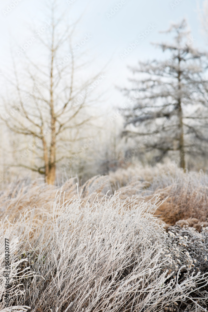 Wonderful winter landscape with frozen brown dry grass with ice crystals at snow covered, sun lit forest background. Selective soft focus. Wonderful winter landscape with frozen brown dry grass with ice crystals at snow covered, sun lit forest background. Selective soft focus.