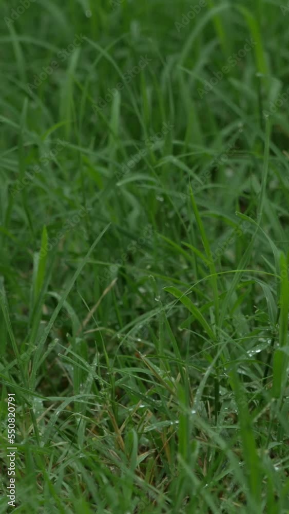 Vertical steady shot of green grass in the lawn drenched in the rain Vertical steady shot of green grass in the lawn drenched in the rain