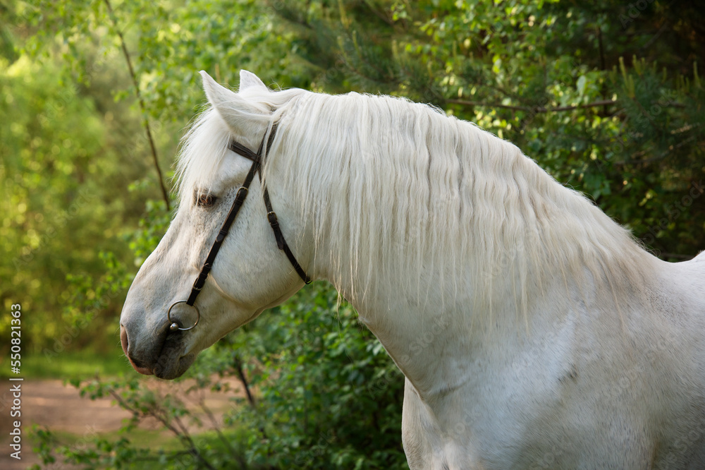 Obraz premium portrait of white draft Persheron stallion posing near forest.